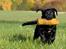 Labrador retriever Kaido  (Hvil i fred, smukke pige) - Jeg er SÅ dygtig til at komme med dummien.
