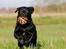 Labrador retriever Kaido  (Hvil i fred, smukke pige) - Jubiiiiiiiii, nyt legetøj.