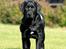 Labrador retriever Kaido  (Hvil i fred, smukke pige)