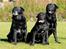 Labrador retriever Kaido  (Hvil i fred, smukke pige)