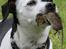 Dansk svensk gaardhund Dina - Vi leger "tagfat"....se selv, hvor godt jeg har "fat"