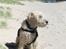 Irish softcoated wheaten terrier Pelé - Pelé er med på ferie på Bornholm