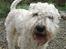 Irish softcoated wheaten terrier Pelé - Den dag hvor Pelé flyttede ind hos os.