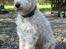 Chinese crested hårløs Jessie - Jessies adoptivbror Pelé. Pelé er en Irish softcoated Wheaten Terrier