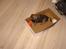 Border terrier .- Zoë -.  { Min'Ged ! :D - Miq og Julie leger gemme... bare hun nu ikk ser miqq <333