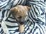 Border terrier .- Zoë -.  { Min'Ged ! :D - Uhh hvor er det hygeligt og ligge i julies dyne <333