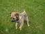 Border terrier .- Zoë -.  { Min'Ged ! :D - Jeg er en hest Proo jeg står på bagben Proo en vild lille hest Proo <333
