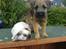 Border terrier .- Zoë -.  { Min'Ged ! :D - Det miqq og min gode kanin ven Nino vi deler cornflecks<33