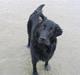 Flat coated retriever Fitou