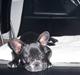 Fransk bulldog Loui