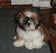 Shih tzu Alma