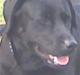 Labrador retriever daisy