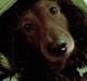Gravhund basse