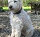 Irish softcoated wheaten terrier Pelé