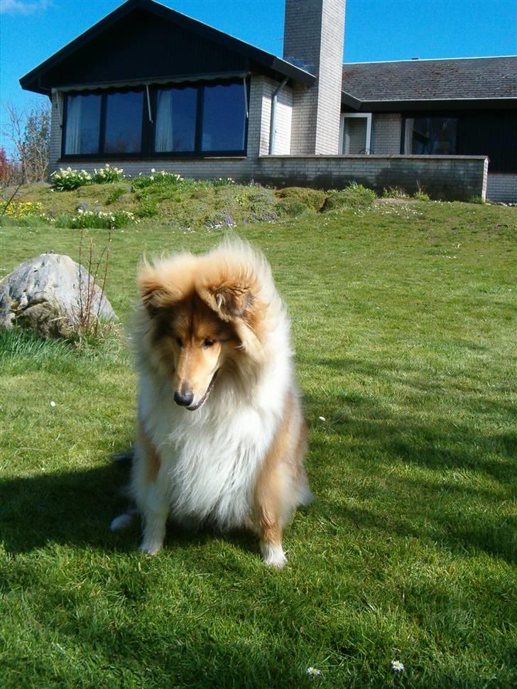 Collie langhåret Belle billede 3