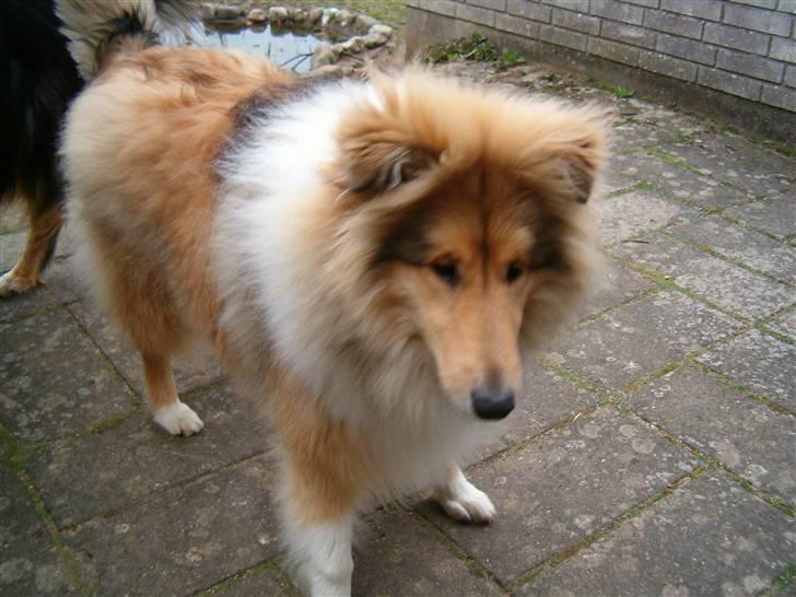 Collie langhåret Belle billede 4