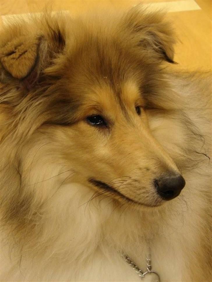 Collie langhåret Belle billede 5