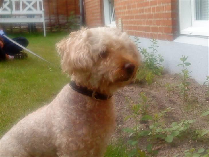 Dværgpuddel Silke <3 |Død12/08-08| - Velkommen til Silke´s mini del a hug. (; Smid gerne en bedømmelse. Nye billeder snart. (; billede 1