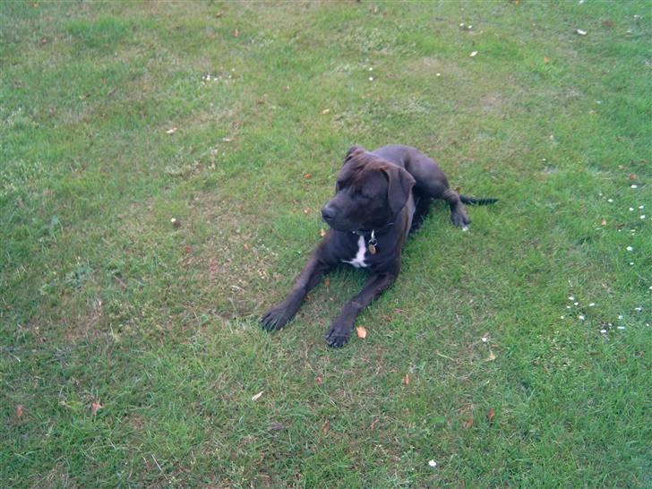 Amerikansk staffordshire terrier anton billede 10