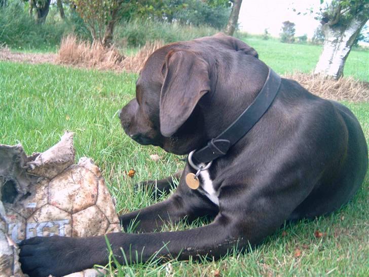 Amerikansk staffordshire terrier anton billede 11