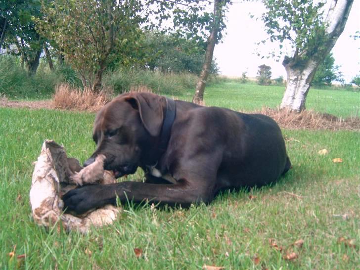 Amerikansk staffordshire terrier anton billede 12