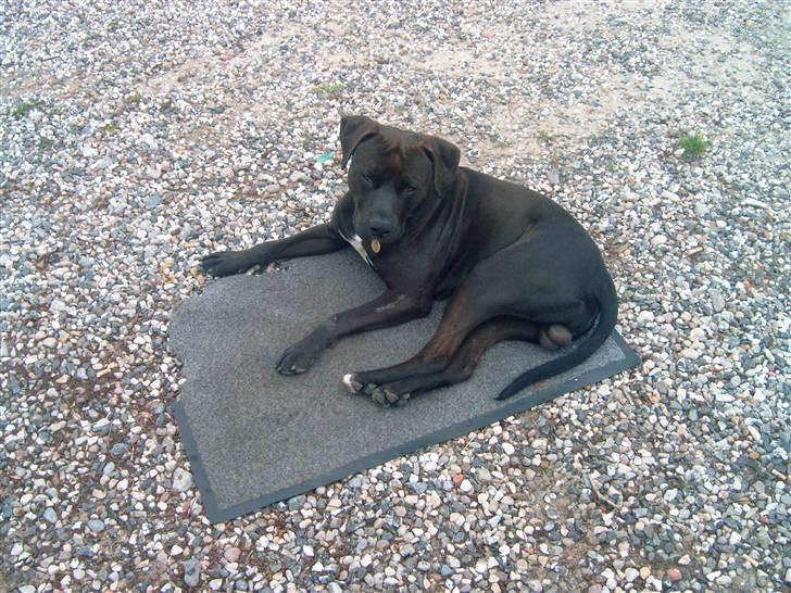 Amerikansk staffordshire terrier anton billede 13