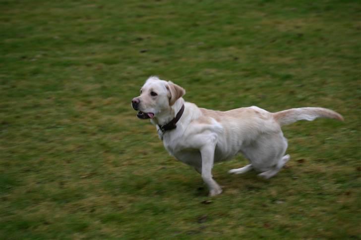 Labrador retriever Aya - Jubii en bold, den ta´ jeg. billede 7