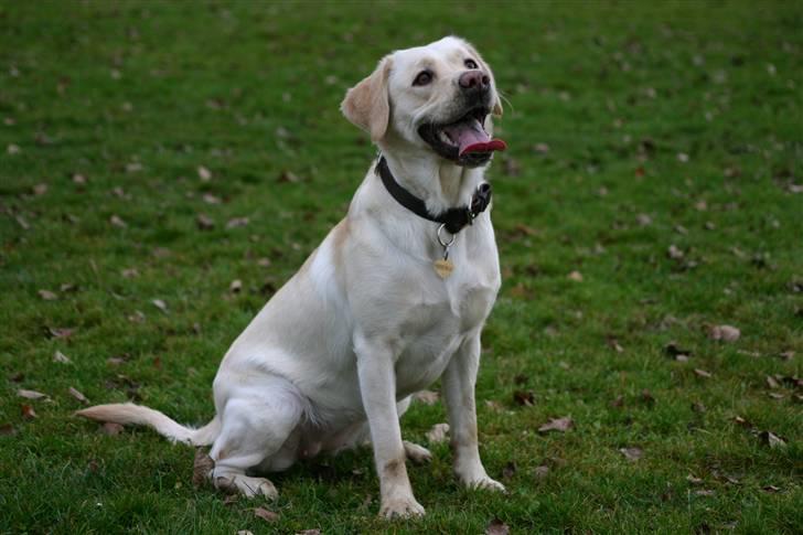 Labrador retriever Aya - Jeg venter..... billede 8
