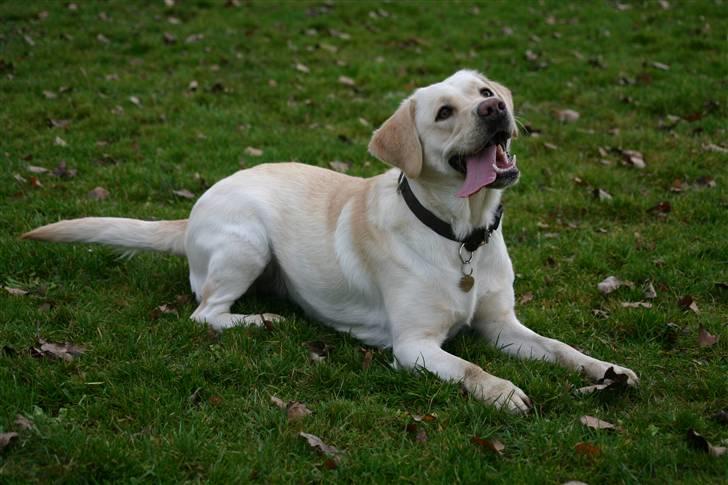 Labrador retriever Aya - Jeg venter stadig.... billede 9