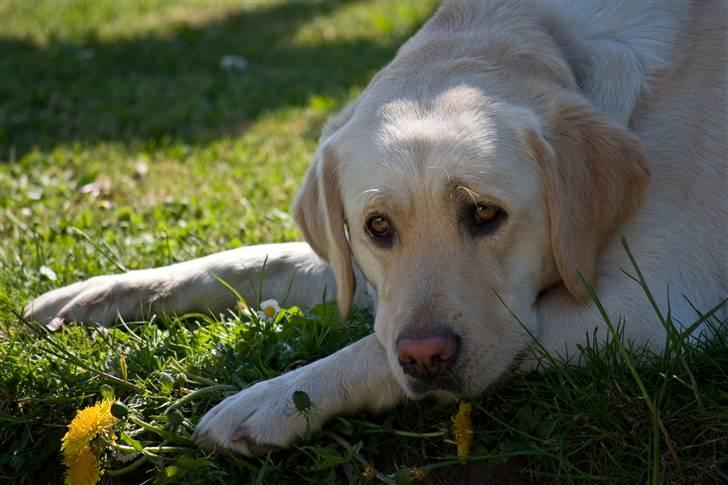 Labrador retriever Aya - Når ingen gider at spille bold med mig, kan det også bare være lige meget...... billede 10