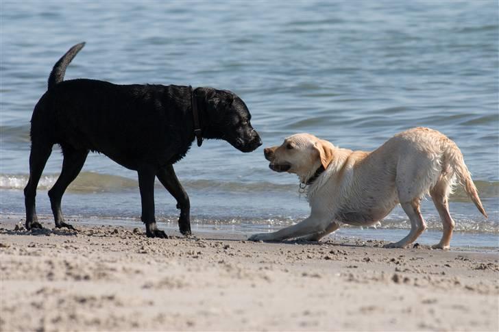 Labrador retriever Aya - Mig som hilser på en fremmede hund på stranden, det kan jo være at den vil lege.... billede 11