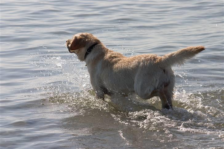 Labrador retriever Aya - vand vand vand og vand........juhuuuuuuuuu billede 12
