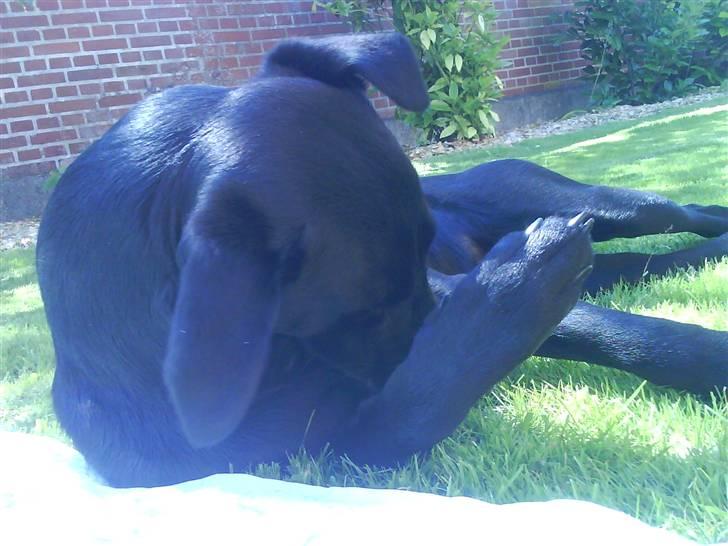 Labrador retriever Mille billede 4