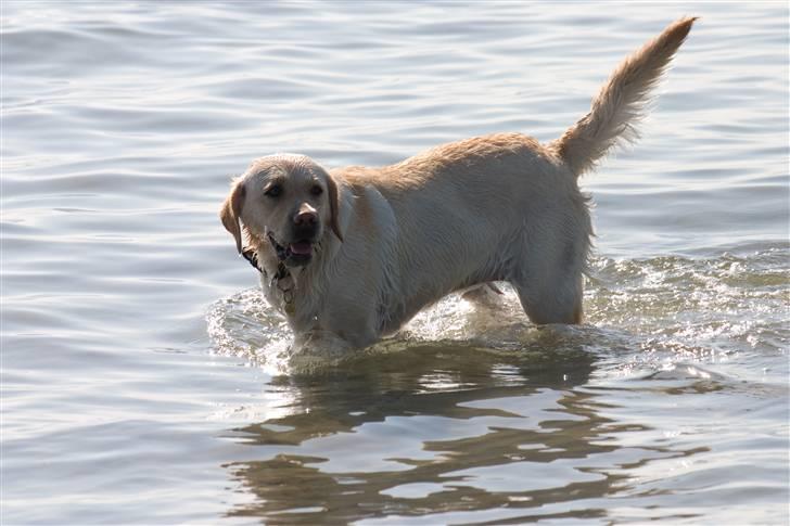 Labrador retriever Aya - mig træt, keep on dreaming..... billede 13