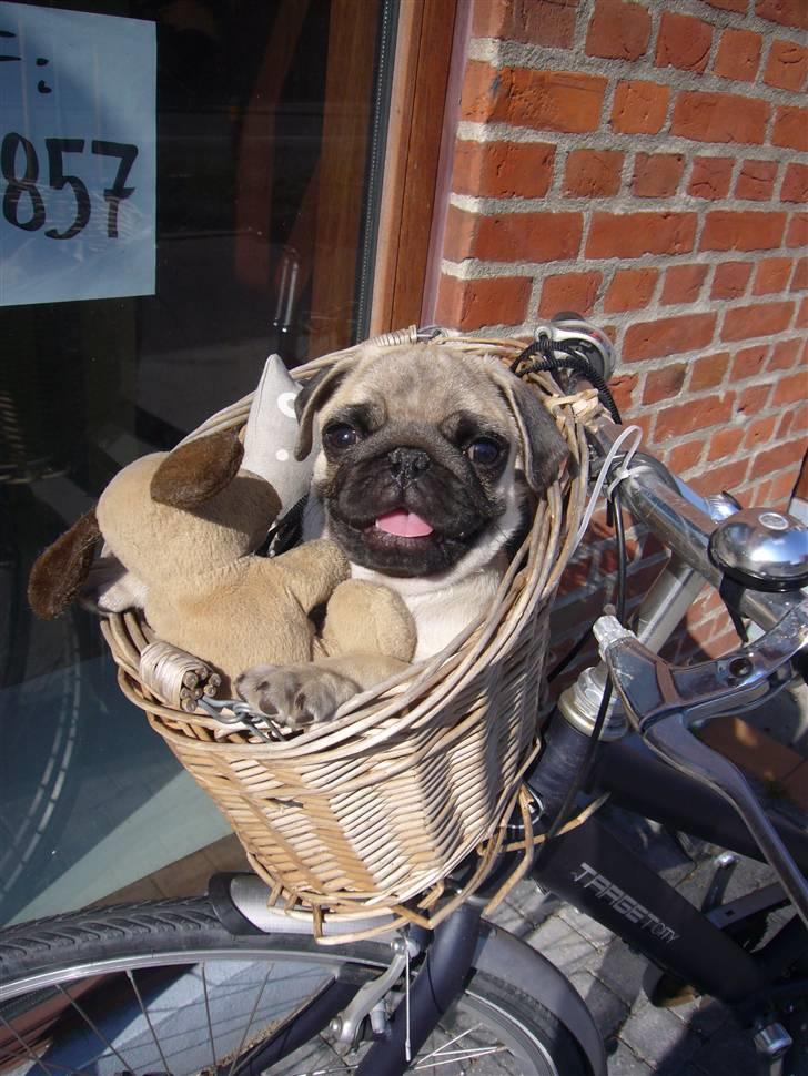 Mops Poxy - Poxy er vild med at komme i skoven men uden bil må man transporteres i cykelkurven, men den er han også med på... billede 1