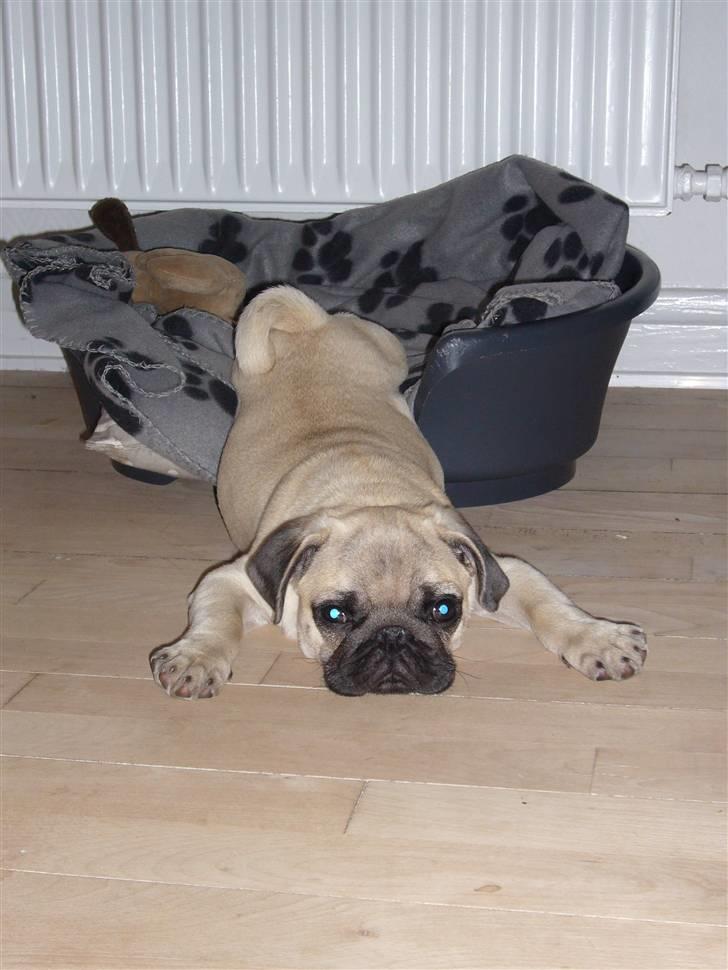 Mops Poxy - Poxy sover tit med bagbenene i kurven og resten af kroppen udenfor.. Han synes det er meget uretfærdigt t han ikke må ligge  sengen om natten.. billede 2