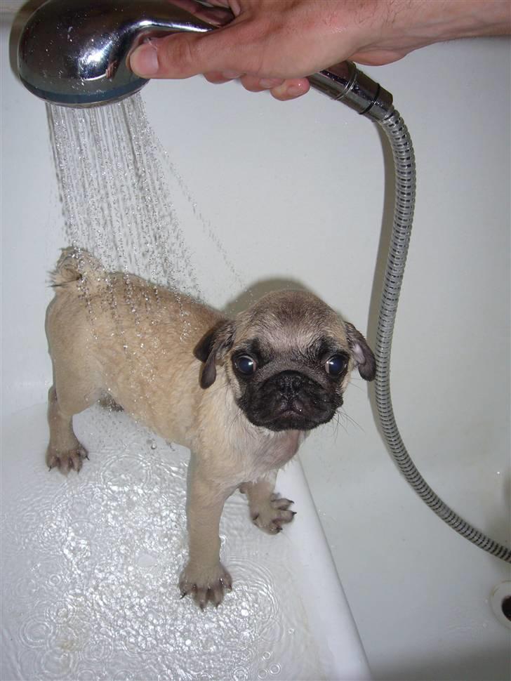 Mops Poxy - Poxy hader vand, specielt regnvejr... Men han opfører sig nu pænt når han skal i bad.. billede 5