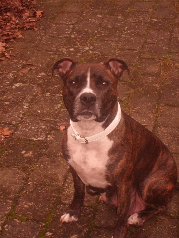 Amerikansk staffordshire terrier carla - Så fin var jeg da mine babyer var en måned billede 15