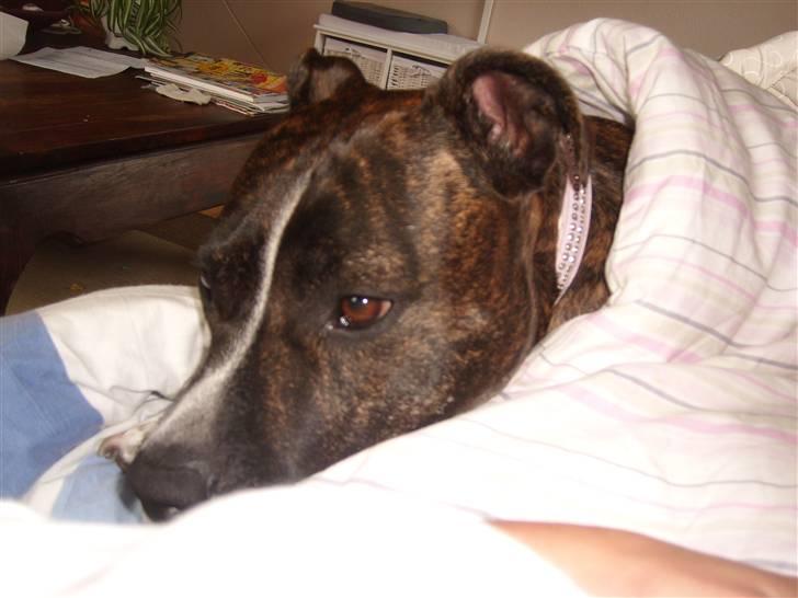 Amerikansk staffordshire terrier carla - En lille dyne, og lykken er gjort for en pige som mig ;-) billede 16