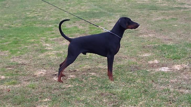 Dobermann Zargo - Zargo 26 mdr gammel til udstillingstræning. billede 1