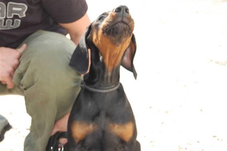 Dobermann Zargo - Syng med hvis du kender sangen.. ;o) billede 2