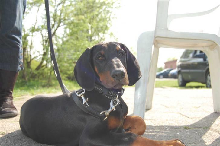Dobermann Zargo - Ja træt kan man også blive.. :o( billede 3