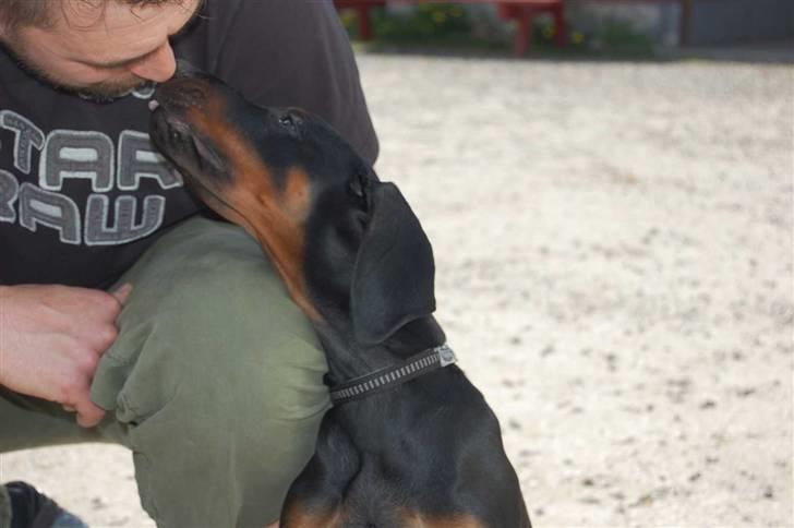 Dobermann Zargo - Jeg er en rigtig mysse hund.. ;o) billede 4