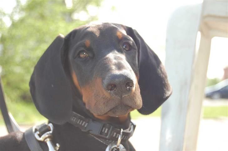 Dobermann Zargo - Jeg er altså ved at være træt af den kameramand..  billede 5