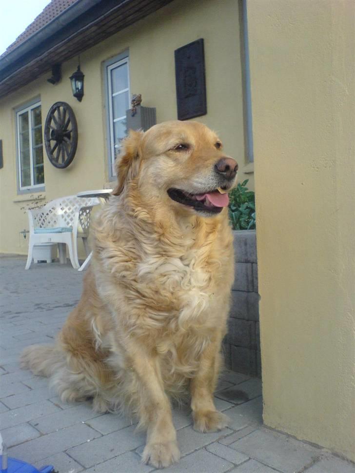 Golden retriever bonnie - jeg er rigtig elegant ;) hvis jeg har lyst til at være det :) hehe billede 3