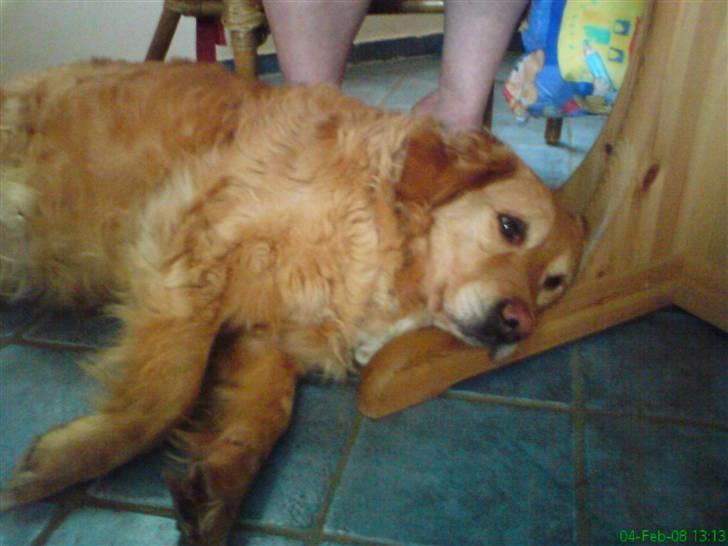 Golden retriever bonnie - puha... det er hårdt at være gammei ... billede 5