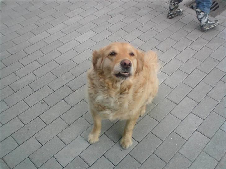 Golden retriever bonnie - hva har du der oppe ??? billede 8
