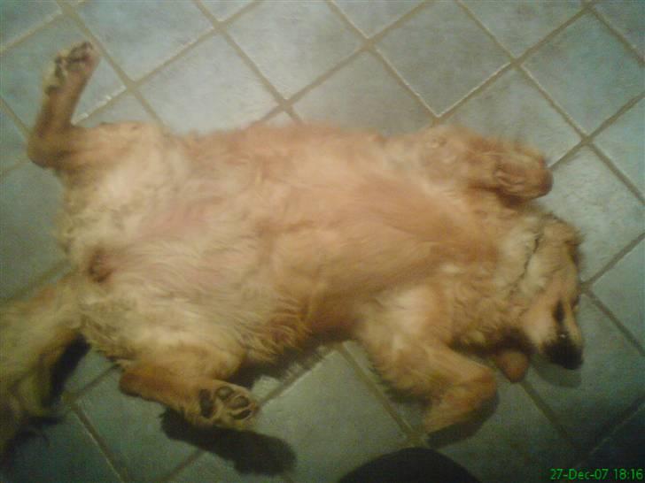 Golden retriever bonnie - nus mig på maven... NU !!!!!! billede 10