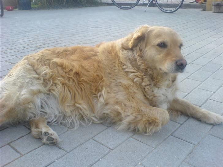 Golden retriever bonnie - er jeg ikk sød ??? billede 13