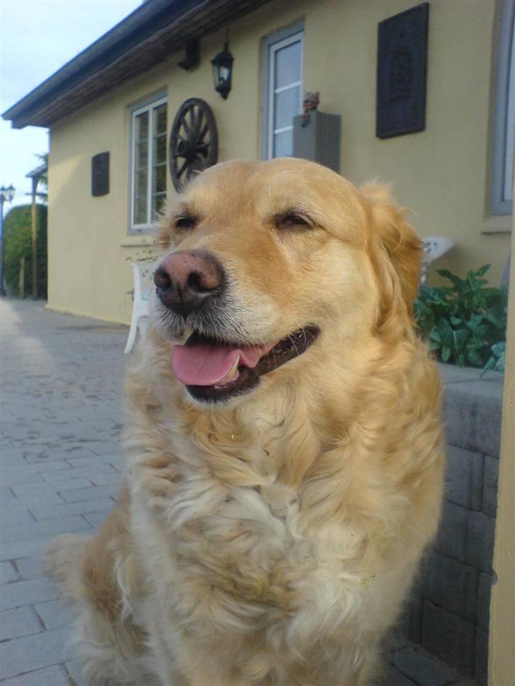 Golden retriever bonnie - jeg stener ;p billede 15